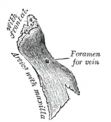 Face externe de l'os nasal.