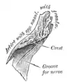 Face interne de l'os nasal.