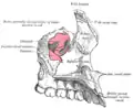 La surface nasale du maxillaire gauche.