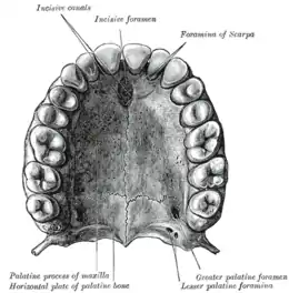 Face inférieure du maxillaire : le palais osseux et l'arc alvéolaire.