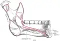 Le mandibule (vue médiale interne). L'insertion du muscle constricteur pharyngé supérieur est marquée "sup const".
