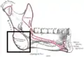 L'angle de la mandibule marquée en bas à gauche sur une vue interne de la mandibule.