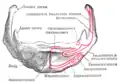 Os hyoïde vue antérieure