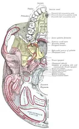Base du crâne (face exocrânienne).