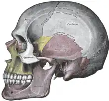 Vue latérale du crâne.