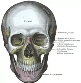 Vue frontale du crâne.