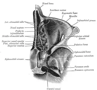 Section horizontale du nez et des orbites.