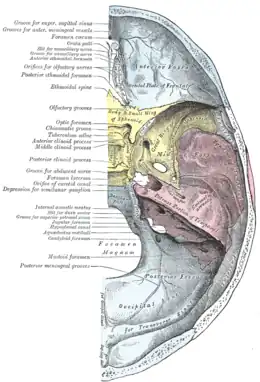 Base du crâne (face endocrânienne).