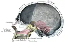 Coupe sagittale du crâne.