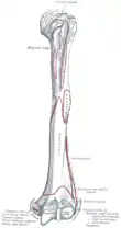 Insertion humérale du muscle long extenseur radial du carpe (extensor carpi radialis longus).