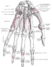 Insertions du muscle adducteur du pouce (Add. pollicis obliquus et Add. poll. trans. et Adductor pollicis)