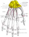 Insertions sur l'os pisiforme du muscle fléchisseur ulnaire du carpe (flexor carpis ulnaris).