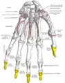 Insertion sur la phalange distale du pouce du muscle long fléchisseur du pouce (flexor pollicis longus)