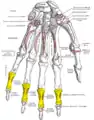 Insertion des tendons du muscle fléchisseur superficiel des doigts de la main (flexor digit. sublimis).