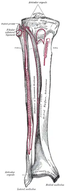 Os de la jambe. Insertions musculaires face antérieure