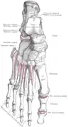 Vue dorsale des os du pied droit
