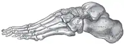 Squelette du pied, surface latérale.