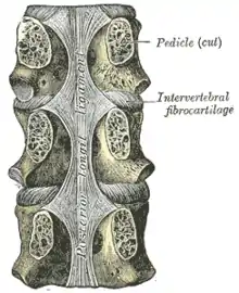 Ligament postérieur longitudinal, dans la région thoracique.