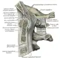 Section sagittale médiane à travers l'os occipital et les trois premiers vertèbres cervicales, le canal hypoglosse est légendé le deuxième à droite (Canalis hypoglossi).