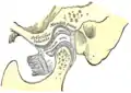 Articulation temporo-mandibulaire