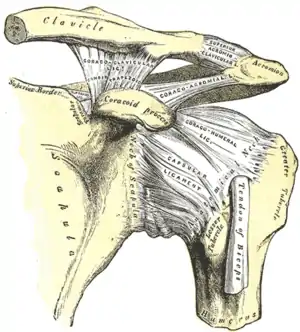L'articulation acromio-claviculaire avec ses ligaments
