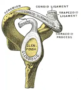 Cavité glénoïdale de la scapula droite.