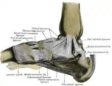 Les ligaments de la cheville. Vue interne