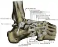 Les ligaments de la partie externe de la cheville.