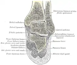 Coupe frontale de la cheville. On repère le tendon du long fibulaire (Poeroneus longus)