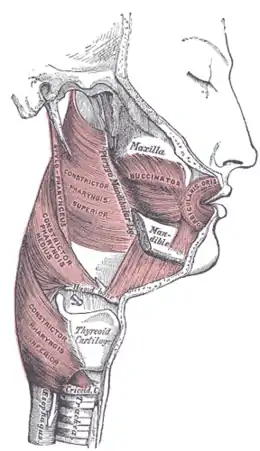 Cartilage thyroïde en situation.