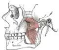 Les muscles ptérygoïdiens (l'arcade zygomatique et une partie de la branche montante de la mandibule ont été enlevées).