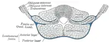Schéma d'une coupe transversale de la paroi abdominale postérieure, pour montrer la disposition du fascia lombo-dorsal.