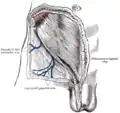 L'anneau inguinal sous-cutané.