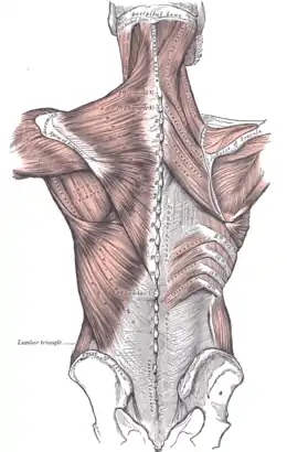 Liaison de la colonne vertébrale aux muscles alentour.