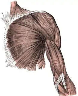 Muscles pectoraux et du bras superficiels.