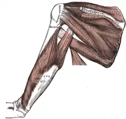 Muscles de la face dorsale de la scapula et triceps brachial.