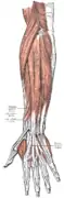 Muscles du bras superficiels (postérieur).