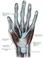 Vue de face des gaines synoviales des tendons du poignet et des doigts. (L'éminence hypothénar est au centre droit.)