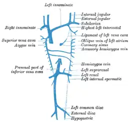 Gravure anatomique représentant les veines du corps humain.