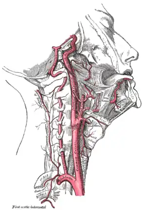 Les artères de la tête et du cou: l'artère linguale est une branche de la carotide externe. Côté droit.