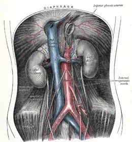 Aorte abdominale et ses branches