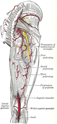 Les artères de la face postérieure de la fesse et de la cuisse.