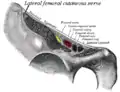 Nerf cutané latéral de la cuisse et autres structures passant derrière le ligament inguinal.