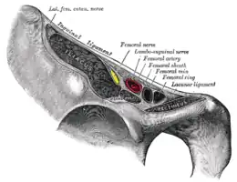 Structures passant derrière le ligament inguinal.