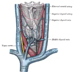 Vaisseaux de la glande thyroïde.