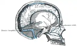 Coupe sagittale du crâne, montrant les sinus de la dure-mère.