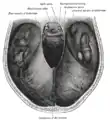 La tente du cervelet (vue supérieure).