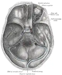 Sinus de la base du crâne. Sinus pétreux inférieur visible au centre, entre le sinus pétreux supérieur et le plexus basilaire.