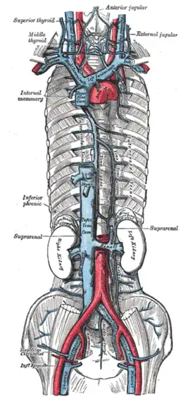 Veines du thorax et de l'abdomen. Les veines thoraciques internes se drainent dans les veines brachiocéphaliques.