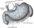 Lymphatiques de l'estomac